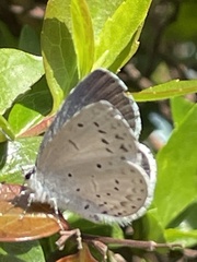 Celastrina argiolus ladonides