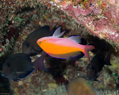 Nemanthias bicolor