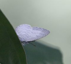 Spalgis lemolea lemolea