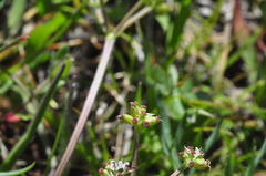 Lomatium gormanii