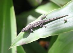 Lygodactylus angularis