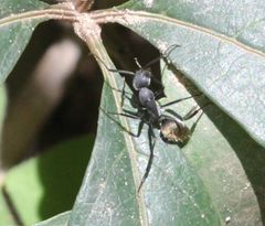 Camponotus chrysurus