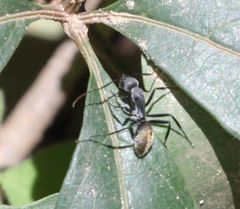 Camponotus chrysurus
