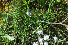 Lomatium gormanii