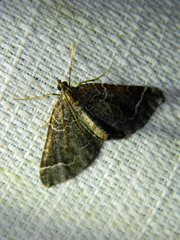 Eulithis flavibrunneata