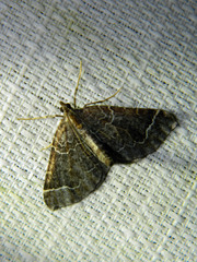 Eulithis flavibrunneata