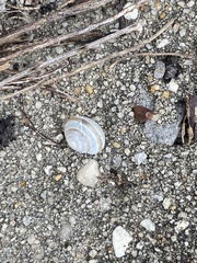 Praticolella griseola