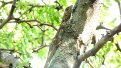 Sceloporus olivaceus