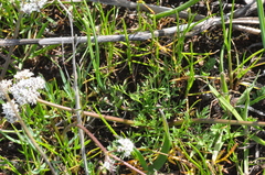 Lomatium gormanii