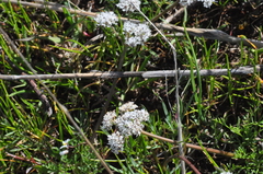 Lomatium gormanii
