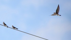 Stelgidopteryx serripennis ridgwayi