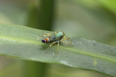Cosmophasis micarioides