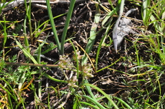 Lomatium gormanii