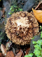 Lycoperdon compactum