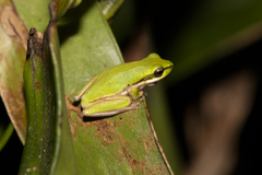 Litoria bicolor