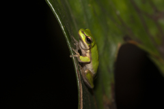Litoria bicolor
