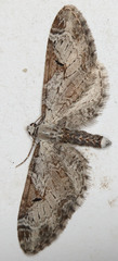 Eupithecia nevadata