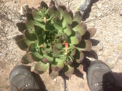 Dudleya candelabrum