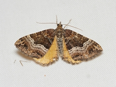 Chrysolarentia lucidulata