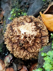 Lycoperdon compactum