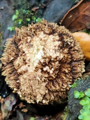 Lycoperdon compactum