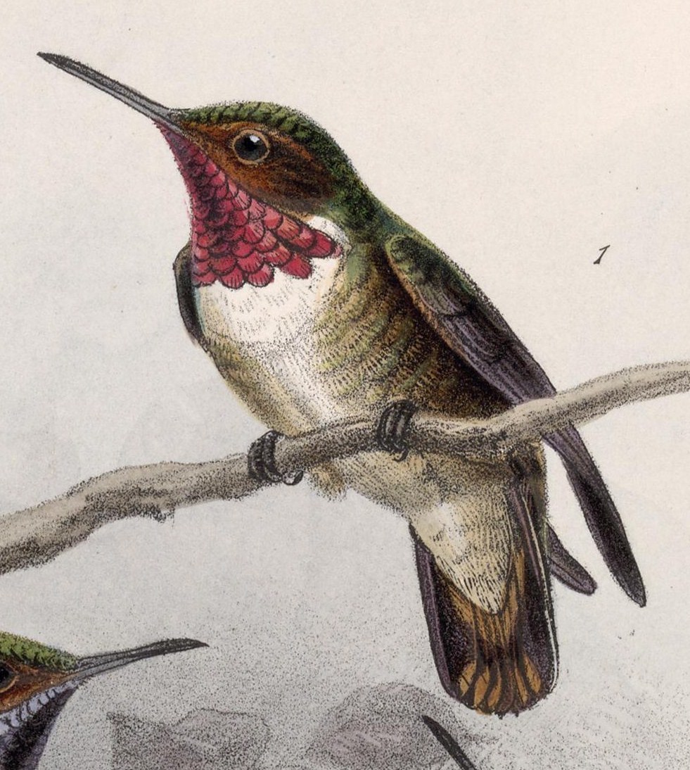 Glow-throated Hummingbird illustration