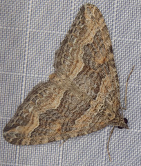 Perizoma custodiata