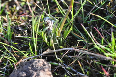 Lomatium gormanii