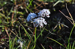Lomatium gormanii