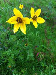 Bidens serrulata
