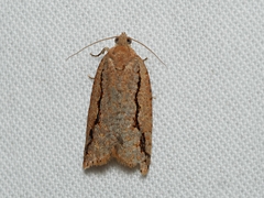 Meritastis