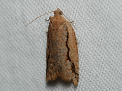 Meritastis