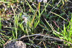 Lomatium gormanii