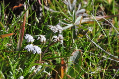 Lomatium gormanii