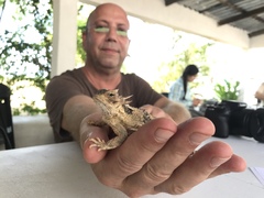 Phrynosoma coronatum