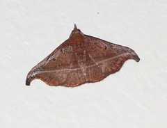 Corgatha ancistrodes