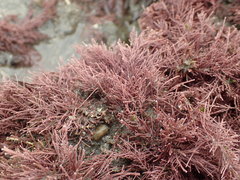 Lithothrix aspergillum