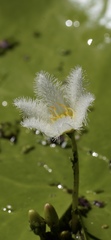 Nymphoides indica