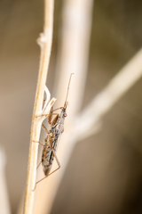 Nabis alternatus