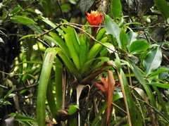 Guzmania conglomerata