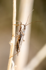 Nabis alternatus