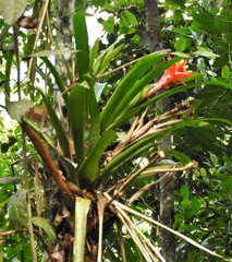Guzmania conglomerata