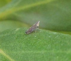 Scaphytopius loricatus