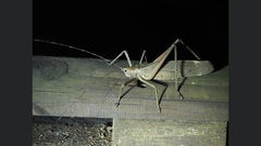 Segestidea queenslandica