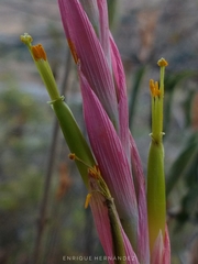 Tillandsia achyrostachys