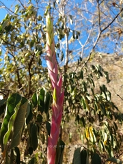 Tillandsia achyrostachys