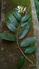 Anodendron benthamiana