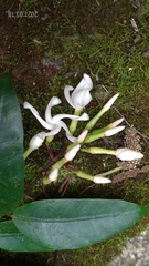 Anodendron benthamiana