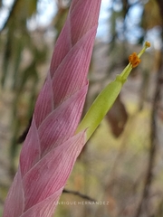 Tillandsia achyrostachys