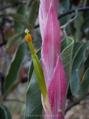 Tillandsia achyrostachys